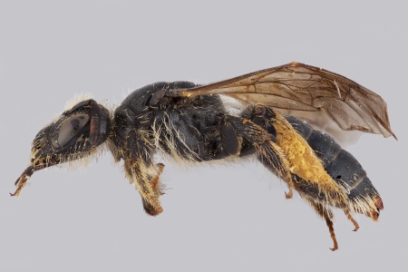 [Clavipanurgus orientalicus female (lateral/side view) thumbnail]